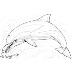 Disegno da colorare: Delfino (Animali) #5108 - Pagine da Colorare Stampabili Gratuite