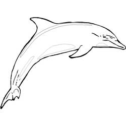 Disegno da colorare: Delfino (Animali) #5159 - Pagine da Colorare Stampabili Gratuite