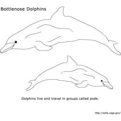 Disegno da colorare: Delfino (Animali) #5189 - Pagine da Colorare Stampabili Gratuite
