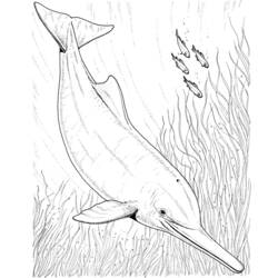 Disegno da colorare: Delfino (Animali) #5231 - Pagine da Colorare Stampabili Gratuite