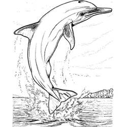 Disegno da colorare: Delfino (Animali) #5247 - Pagine da Colorare Stampabili Gratuite