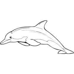 Disegno da colorare: Delfino (Animali) #5253 - Pagine da Colorare Stampabili Gratuite