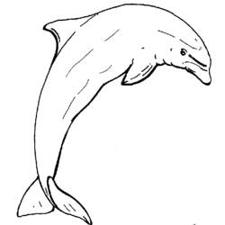 Disegno da colorare: Delfino (Animali) #5272 - Pagine da Colorare Stampabili Gratuite