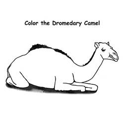 Disegno da colorare: Dromedario (Animali) #5921 - Pagine da Colorare Stampabili Gratuite