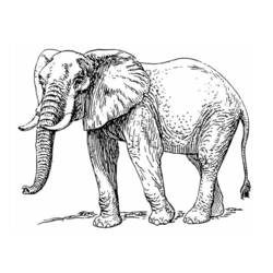 Disegno da colorare: Elefante (Animali) #6389 - Pagine da Colorare Stampabili Gratuite