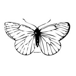 Disegno da colorare: Farfalla (Animali) #15675 - Pagine da Colorare Stampabili Gratuite