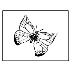 Disegno da colorare: Farfalla (Animali) #15687 - Pagine da Colorare Stampabili Gratuite