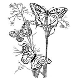 Disegno da colorare: Farfalla (Animali) #15716 - Pagine da Colorare Stampabili Gratuite