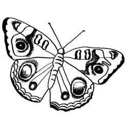 Disegno da colorare: Farfalla (Animali) #15718 - Pagine da Colorare Stampabili Gratuite