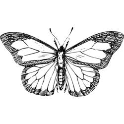 Disegno da colorare: Farfalla (Animali) #15761 - Pagine da Colorare Stampabili Gratuite
