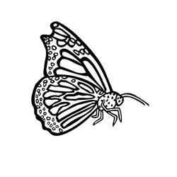 Disegno da colorare: Farfalla (Animali) #15852 - Pagine da Colorare Stampabili Gratuite