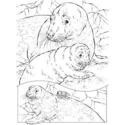 Disegno da colorare: Foca (Animali) #16275 - Pagine da Colorare Stampabili Gratuite