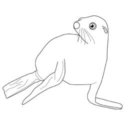 Disegno da colorare: Foca (Animali) #16329 - Pagine da Colorare Stampabili Gratuite