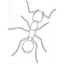 Disegno da colorare: Formica (Animali) #6921 - Pagine da Colorare Stampabili Gratuite