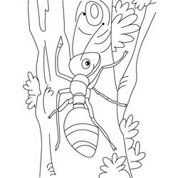Disegno da colorare: Formica (Animali) #6957 - Pagine da Colorare Stampabili Gratuite