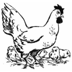 Disegno da colorare: Gallina (Animali) #17603 - Pagine da Colorare Stampabili Gratuite