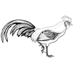 Disegno da colorare: Gallo (Animali) #4099 - Pagine da Colorare Stampabili Gratuite