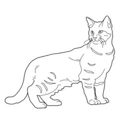 Disegno da colorare: Gattino (Animali) #18108 - Pagine da Colorare Stampabili Gratuite