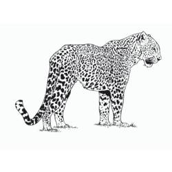 Disegno da colorare: Ghepardo (Animali) #7868 - Pagine da Colorare Stampabili Gratuite