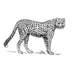 Disegno da colorare: Ghepardo (Animali) #7966 - Pagine da Colorare Stampabili Gratuite