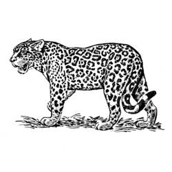 Disegno da colorare: Giaguaro (Animali) #9013 - Pagine da Colorare Stampabili Gratuite