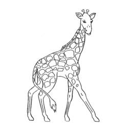 Disegno da colorare: Giraffa (Animali) #7220 - Pagine da Colorare Stampabili Gratuite