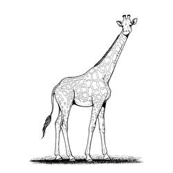 Disegno da colorare: Giraffa (Animali) #7229 - Pagine da Colorare Stampabili Gratuite