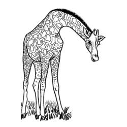 Disegno da colorare: Giraffa (Animali) #7234 - Pagine da Colorare Stampabili Gratuite
