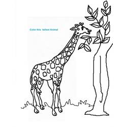 Disegno da colorare: Giraffa (Animali) #7265 - Pagine da Colorare Stampabili Gratuite