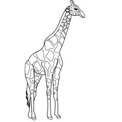 Disegno da colorare: Giraffa (Animali) #7268 - Pagine da Colorare Stampabili Gratuite