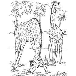 Disegno da colorare: Giraffa (Animali) #7277 - Pagine da Colorare Stampabili Gratuite