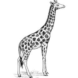 Disegno da colorare: Giraffa (Animali) #7297 - Pagine da Colorare Stampabili Gratuite