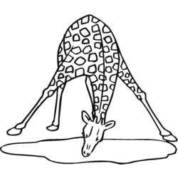 Disegno da colorare: Giraffa (Animali) #7299 - Pagine da Colorare Stampabili Gratuite