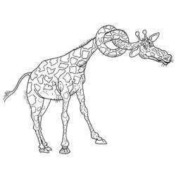 Disegno da colorare: Giraffa (Animali) #7301 - Pagine da Colorare Stampabili Gratuite