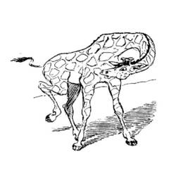 Disegno da colorare: Giraffa (Animali) #7317 - Pagine da Colorare Stampabili Gratuite