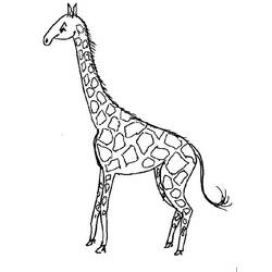Disegno da colorare: Giraffa (Animali) #7323 - Pagine da Colorare Stampabili Gratuite