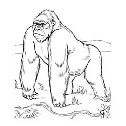 Disegno da colorare: Gorilla (Animali) #7421 - Pagine da Colorare Stampabili Gratuite