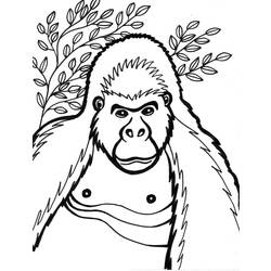 Disegno da colorare: Gorilla (Animali) #7431 - Pagine da Colorare Stampabili Gratuite