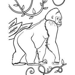 Disegno da colorare: Gorilla (Animali) #7442 - Pagine da Colorare Stampabili Gratuite