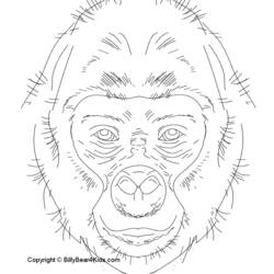 Disegno da colorare: Gorilla (Animali) #7463 - Pagine da Colorare Stampabili Gratuite