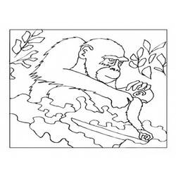 Disegno da colorare: Gorilla (Animali) #7512 - Pagine da Colorare Stampabili Gratuite