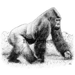 Disegno da colorare: Gorilla (Animali) #7563 - Pagine da Colorare Stampabili Gratuite