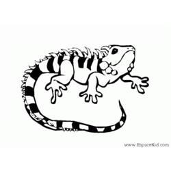 Disegno da colorare: iguana (Animali) #8918 - Pagine da Colorare Stampabili Gratuite