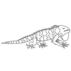 Disegno da colorare: iguana (Animali) #8950 - Pagine da Colorare Stampabili Gratuite