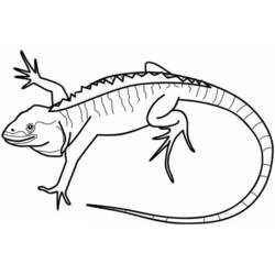 Disegno da colorare: iguana (Animali) #8952 - Pagine da Colorare Stampabili Gratuite