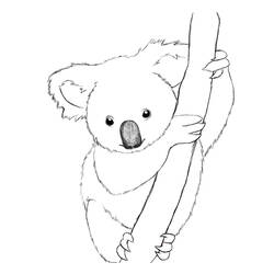 Disegno da colorare: Koala (Animali) #9305 - Pagine da Colorare Stampabili Gratuite