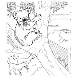 Disegno da colorare: Koala (Animali) #9307 - Pagine da Colorare Stampabili Gratuite