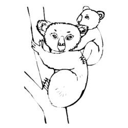 Disegno da colorare: Koala (Animali) #9324 - Pagine da Colorare Stampabili Gratuite