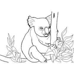 Disegno da colorare: Koala (Animali) #9383 - Pagine da Colorare Stampabili Gratuite