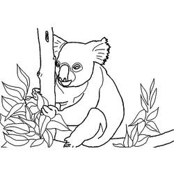 Disegno da colorare: Koala (Animali) #9456 - Pagine da Colorare Stampabili Gratuite